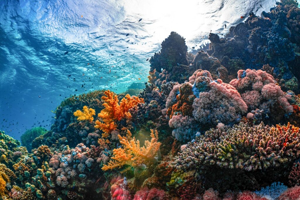 Sunlight reaching the colorful coral reefs of the Saudi Red Sea